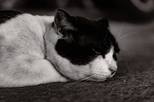 Black and white cat sitting alone with a melancholic mood, ideal for themes of solitude and emotion photo