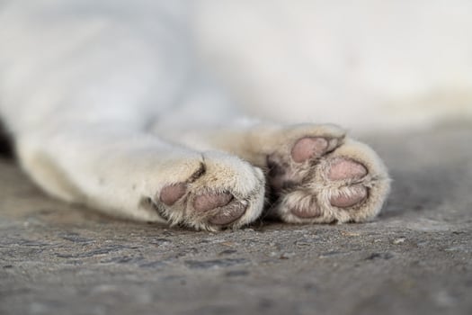 Close Up of a Cats Paw Relaxing on the Ground photo