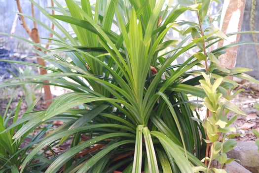Green leaves of plant in the garden photo