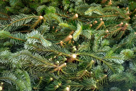 View of cut spruce branches stacked. A large pile of cut green spruce branches photo
