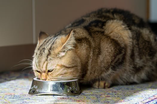 Large domestic gray cat eats from a metal bowl photo
