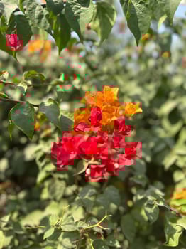 Multicolored Bougainvillea flower photo
