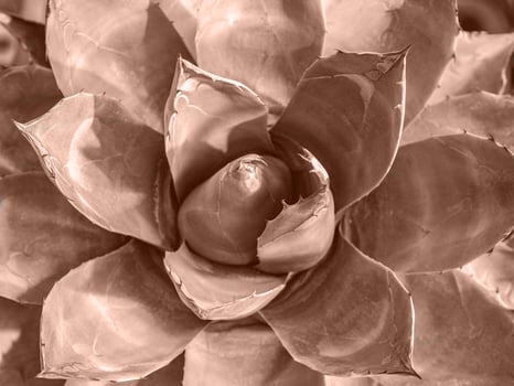 Botanical background. Light brown succulent background. Natural background Cactus or succulent plant. Top view photo