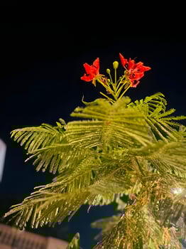 Red Flowers Blooming at Night photo
