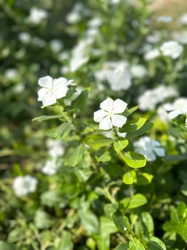 White Periwinkle in Bloom photo