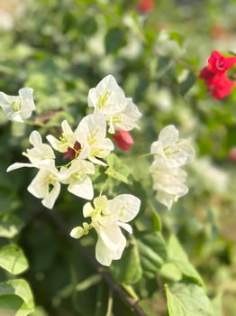 White Bougainvillea in Bloom photo