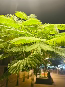 Lush Green Foliage at Night photo