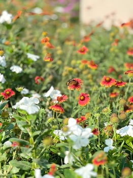 Butterfly on a Flower Field photo