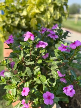 Beautiful Purple Periwinkle in Bloom photo