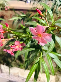 Pink Oleander Blossom photo