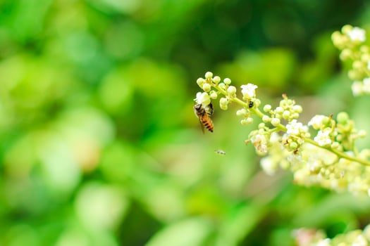 Closeup of honey bee collecting pollen and nectar on white blooming flower in nature against green dandelion background photo