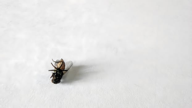 a dead fly on paper with white background photo