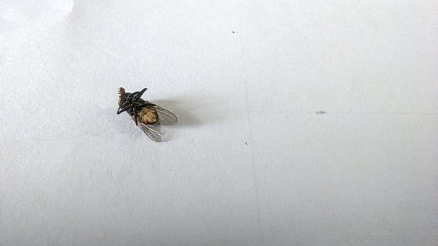 a dead fly on paper with white background photo
