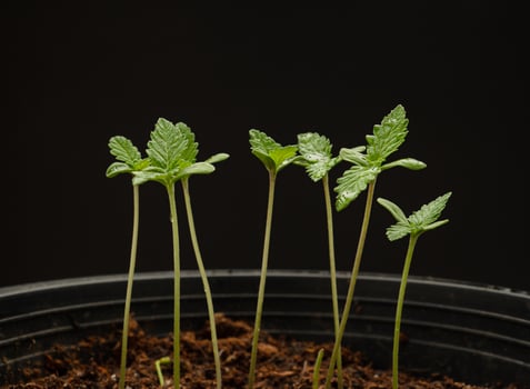Cannabis seedling in a potted against a black background photo
