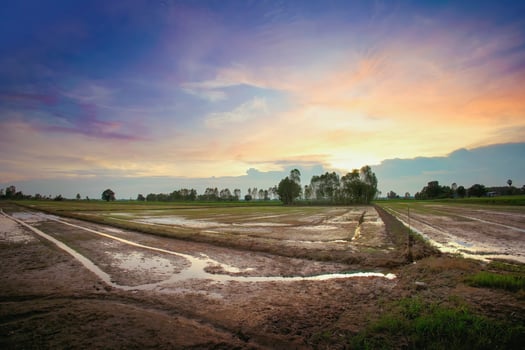 a field with muddy water and trees at sunset photo
