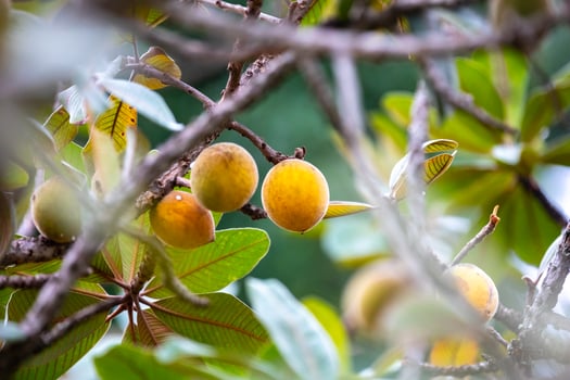 Curriola Pouteria ramiflora wild fruit from the Brazilian cerrado biome photo