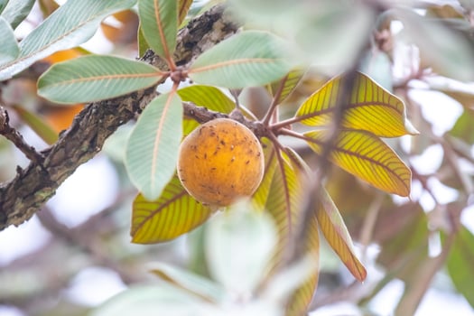 Curriola Pouteria ramiflora wild fruit from the Brazilian cerrado biome photo