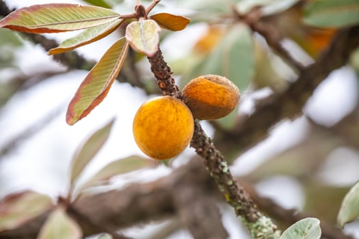 Curriola Pouteria ramiflora wild fruit from the Brazilian cerrado biome photo