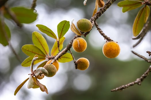 Curriola Pouteria ramiflora wild fruit from the Brazilian cerrado biome photo