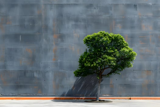 Solitary Tree Against Urban Concrete Wall - Nature's Resilience and Urban Contrast photo