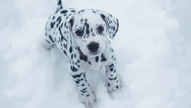 A small black and white dog is standing in the snow. The dog is looking at the camera with a curious expression photo