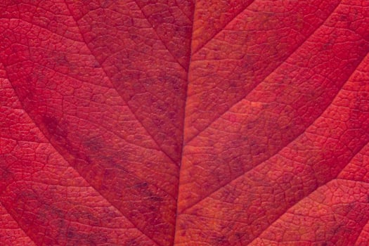 autumnal backdrop, close up of purple cherry tree leaf texture photo