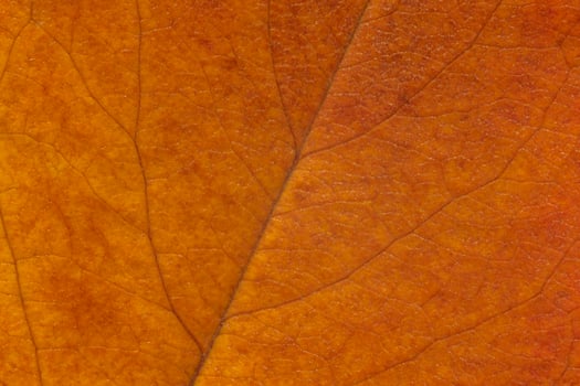 autumnal background, close up of golden color cherry tree leaf texture photo