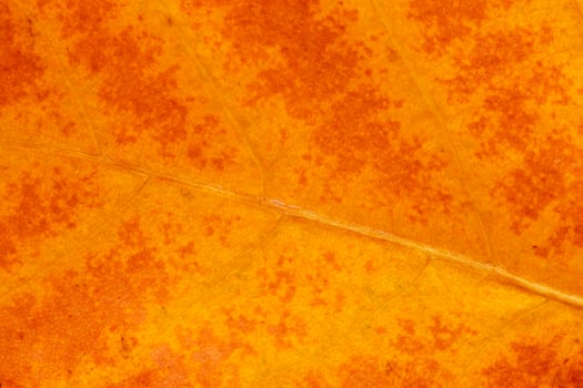 autumnal background, close up of plane tree leaf texture photo