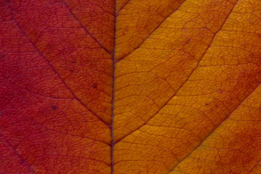close up of colorful autumnal cherry tree leaf texture photo