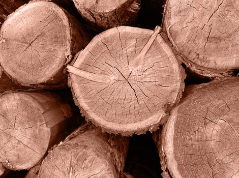 Pile of log trunks, logging timber wood industry. Firewood. Lumber wood. Wood texture. Trunk with cracks and sawed annual rings cut of surface of wooden stump. Mocha Mousse, Color of the Year 2025. photo