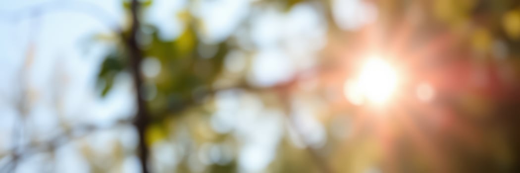 Golden sunlight filtering through leaves creates a serene and peaceful atmosphere in a natural setting photo