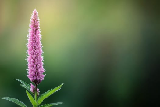 Beautiful purple flowering plant thriving in a lush garden setting during warm spring days photo