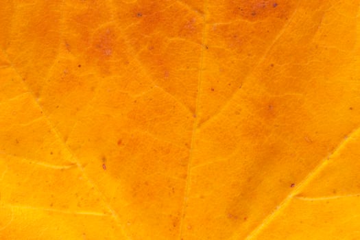 autumnal backdrop, close up of maple tree leaf texture photo