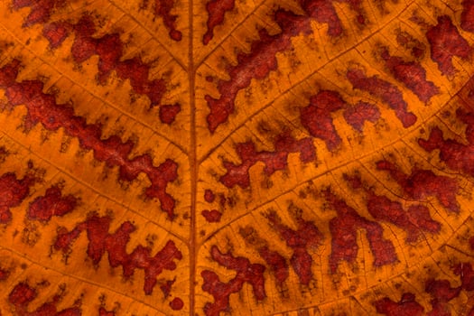 texture of autumnal walnut tree leaf photo