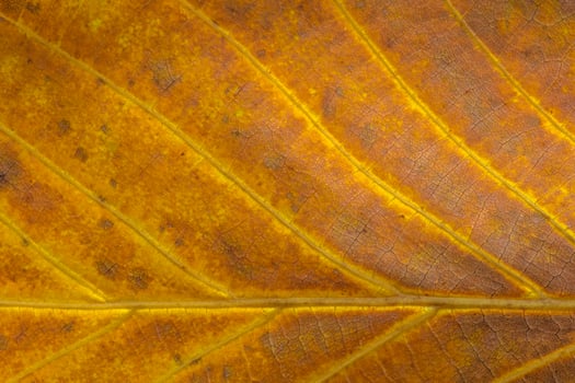 autumnal backdrop, close up of brown with yellow walnut tree leaf texture photo