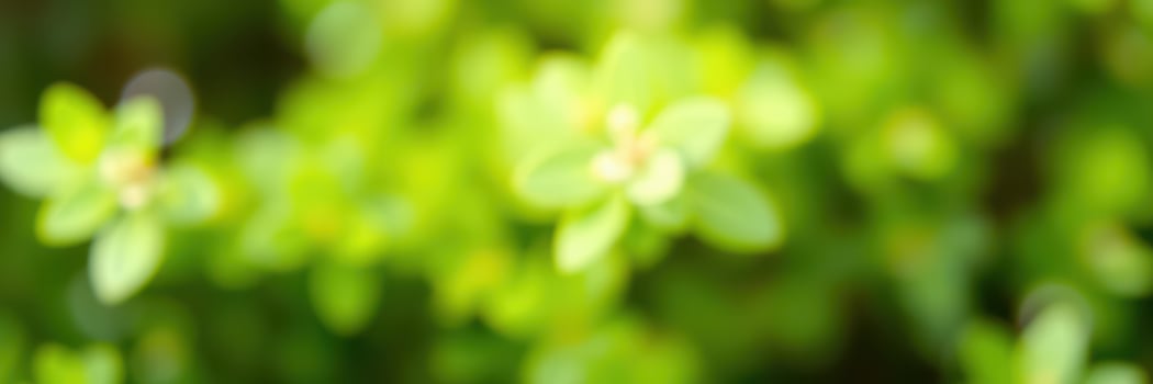 Vibrant green leaves illuminated by sunlight in a lush garden during midday create a serene atmosphere photo