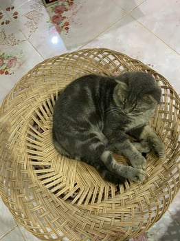 Cozy cat napping on a woven basket home environment animal photography indoor comfort peaceful scene relaxation concept photo