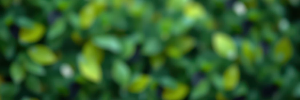Natural greenery with blurred leaves creating a serene and calming outdoor atmosphere in a garden setting photo