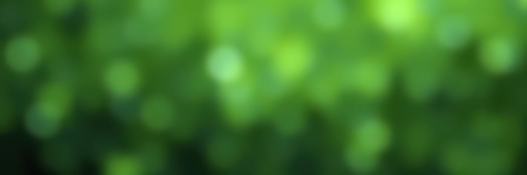 Green foliage with bokeh effect captured in soft focus during a sunny day in a vibrant natural setting photo