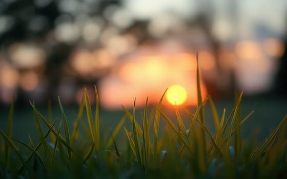 Sunsets over a grassy field create a peaceful and serene atmosphere at dusk near a forested area photo