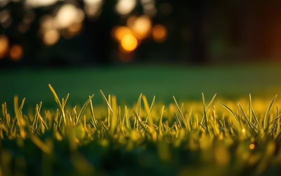 Sunset light highlights fresh grass blades in a serene outdoor setting during evening hours photo