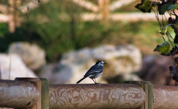 litlle, wagtail, grey, bird, large, nature, wildlife, park, autumn, morn photo