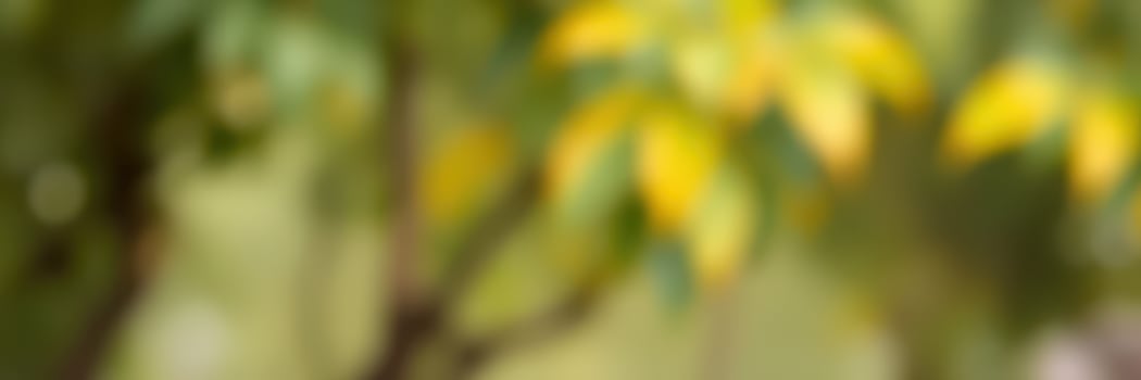 Softly blurred leaves against a natural background during a sunny afternoon photo