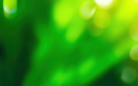 Lush green foliage illuminated by sunlight creating a serene atmosphere in a forest photo