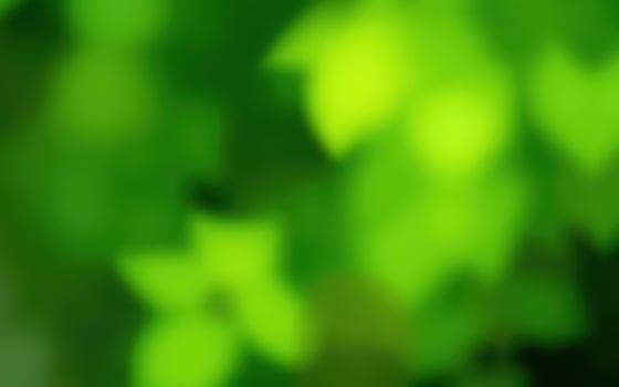 Green leaves create a vibrant background with soft focus during a sunny afternoon in a tranquil garden photo