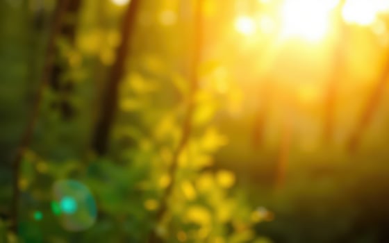 Sunlight filters through trees creating a serene atmosphere in a lush green forest during golden hour photo