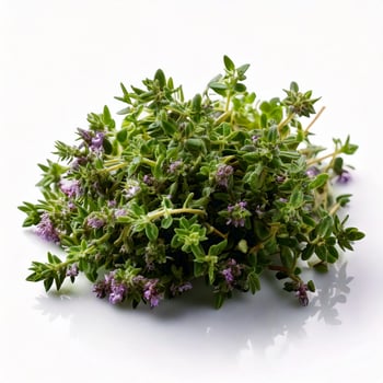 Photo of thyme close up, front view, isolated in white background