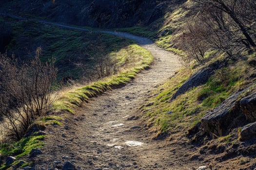 A Winding Dirt Path Through a Lush, Green Forest photo