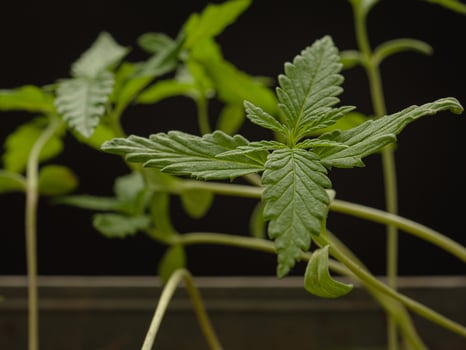 Cannabis seedling against a black background photo