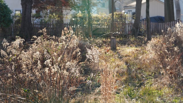 The wild soft reeds view undet the sunset sunlight in winter photo